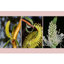 Porzós fűzbarkák és a lándzsás útifű (Plantago lanceolata) füzérvirágzata