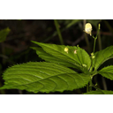 Kisvirágú nebáncsvirág (Impatiens parviflora)