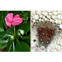 A nebáncsvirág dísznövényváltozata és egy edénynyaláb keresztmetszete