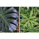 Filodendron (Philodendron selloum) osztott és réti boglárka (Ranunculus acris) szeldelt levele