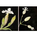 A fehér mécsvirág (Melandrium album) és a hólyagos habszegfű (Silene vulgaris) virágzata álernyő