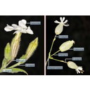 A fehér mécsvirág (Melandrium album) és a hólyagos habszegfű (Silene vulgaris) virágzata álernyő