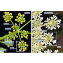 Az ernyősvirágzatú növények összetett virágzata az összetett ernyő