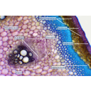 Farkasalma (Aristolochia clematitis) fiatal hajtásából készült keresztmetszet fénymikroszkópos képe