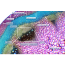 Egyéves farkasalma hajtásából készült keresztmetszet fénymikroszkópos képe