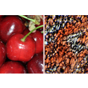 A cseresznye csonthéjas termése és a húsos termésfalból készült metszet fénymikroszkópos képe