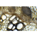 Festetlen napraforgó szárkeresztmetszet fénymikroszkópos képe