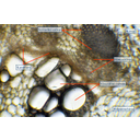 Festetlen napraforgó szárkeresztmetszet fénymikroszkópos képe