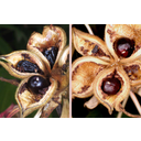 Bánáti bazsarózsa (Paeonia officinalis ssp. banatica) tüszőcsokor. A felnyílt tüszőtermésekben egy-egy mag van