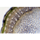 Trombitafolyondár szárkeresztmetszetének fénymikroszkópos képe