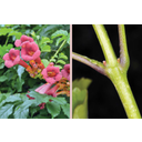 Trombita folyondár (Campsis radicans) virágzó hajtása és fiatal szára