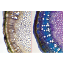 Fiatal szár keresztmetszetének festetlen és toluidinkékkel megfestett fénymikroszkópos képe