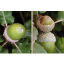 Molyhos (Quercus pubescens) és olasz tölgy (Quercus virgiliana) makktermései