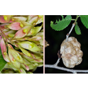 Magas kőris (Fraxinus excelsior) és mezei szil (Ulmus minor) lependékei