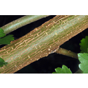 Eperfa idősebb ágának részlete szakadozott bőrszövettel