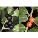Fekete csucsor (Solanum nigrum) bogyó- és magyal (Ilex aquifolium) csonthéjas termései