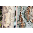A nyírfa (Betula) gyűrűs kérge és hasadozott héjkérge