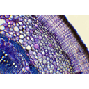 Másodlagosan vastagodott idős muskátli szár keresztmetszetének fénymikroszkópos képe