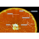 A keresztbe vágott narancstermés részei