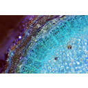 Toluidinkékkel megfestett bodzaág keresztmetszetének felső megvilágítású fénymikroszkópos képe