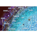 Toluidinkékkel megfestett bodzaág keresztmetszetének felső megvilágítású fénymikroszkópos képe