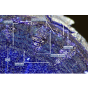Hársfa ág keresztmetszetének felső megvilágítású fénymikroszkópos képe