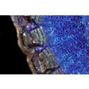 Hársfa ág keresztmetszetének felső megvilágítású fénymikroszkópos képe