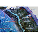 Vadgesztenye (Aesculus) ág keresztmetszetének fénymikroszkópos képe
