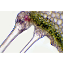 Fehér mécsvirág szárkeresztmetszete külső részének fénymikroszkópos képe