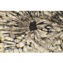 Kősejtek a körte termésfalában. Fénymikroszkópos kép