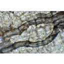 Sárgarépa raktározóparenchimájának fénymikroszkópos képe vízszállító csövekkel