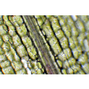Kanadai átokhínár (Elodea canadensis) levélrészletének fénymikroszkópos képe. A levélközép elcsökevényesedett, a levél túlnyomó részét az alsó és a felső bőrszövet adja. Jól megfi gyelhetők a levélerek megnyúlt szállítóelemei. A bőrszövet nem tartalmaz gázcserenyílásokat, ugyanakkor a bőrszöveti sejtekben sok zöldszíntest fi gyelhető meg. Ezek a sejtplazma körkörös áramlása miatt állandó mozgást végeznek a sejtekben