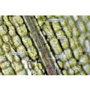 Kanadai átokhínár (Elodea canadensis) levélrészletének fénymikroszkópos képe. A levélközép elcsökevényesedett, a levél túlnyomó részét az alsó és a felső bőrszövet adja. Jól megfi gyelhetők a levélerek megnyúlt szállítóelemei. A bőrszövet nem tartalmaz gázcserenyílásokat, ugyanakkor a bőrszöveti sejtekben sok zöldszíntest fi gyelhető meg. Ezek a sejtplazma körkörös áramlása miatt állandó mozgást végeznek a sejtekben