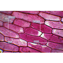Vöröshagyma neutrálvörös-oldattal megfestett bőrszövete. A központi vakuólum savas kémhatású oldata rózsaszínűre festődik a neutrálvörös-oldattal, így fénymikroszkóp alatt vizsgálva a sejtekben megkülönböztethetővé válik egymástól a sejtplazma és a sejtnedvvel telt sejtüreg. A sejtek egy részénél a sejtüreg nem fedi el a sejtmagot, így megállapíthatjuk azt is, hogy a sejtmag a plazmában helyezkedik el