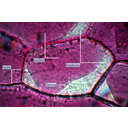 Egyetlen neutrálvörös-oldattal megfestett sejt fénymikroszkópos képe