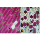 Lilahagyma bőrszöveti nyúzatának fénymikroszkópos képe és sejtjeinek konvex plazmolízise