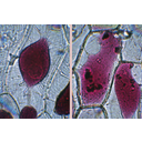 Egy sejt konvex és konkáv plazmolízise. Fénymikroszkópos képek