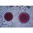 Lilahagyma bőrszöveti sejtjeinek konvex plazmolízise. Fénymikroszkópos kép