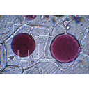 Lilahagyma bőrszöveti sejtjeinek konvex plazmolízise. Fénymikroszkópos kép