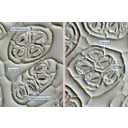 Begónia levéllevonatának ferde megvilágítású fénymikroszkópos képe. A fonáki bőrszövetben általában 4-5 légzőapparátus (zárósejtek és melléksejtjeik) alkotnak egy csoportot, amelyeket alapsejtek vesznek körül. A zárósejtek körül három melléksejt látható