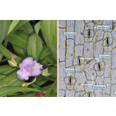 Pletyka (Tradescantia) növény és a levél bőrszöveti nyúzatának fénymikroszkópos képe tetracitikus légzőapparátusokkal