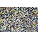 Erdei pajzsika (Dryopteris filix-mas) bőrszövetlevonatának ferde megvilágítású, mikroszkópos képe zárt gázcserenyílásokkal