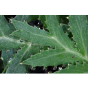 Mezei iringó (Eryngium campestre) levelének cseppkiválasztása