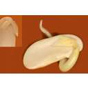 A maghéjától megfosztott (kis kép) és a már csírázó babszem (Phaseolus vulgaris) részei