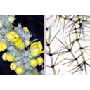 Szöszös ökörfarkkóró (Verbascum phlomoides) bimbós virágzata és emeletes fedőszőrei