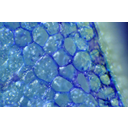 A bab toluidinkékkel megfestett szikleveléből készült metszet fénymikroszkópos képe