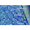 A bab toluidinkékkel megfestett szikleveléből készült metszet fénymikroszkópos képe