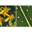Orbáncfű (Hypericum perforatum) virága és olajtartós levele