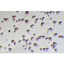 A bab kékeslilára festett keményítőszemcséi fénymikroszkópban