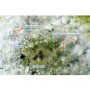 Fénymikroszkópos metszet a bab töpörödő sziklevelének belsejéből